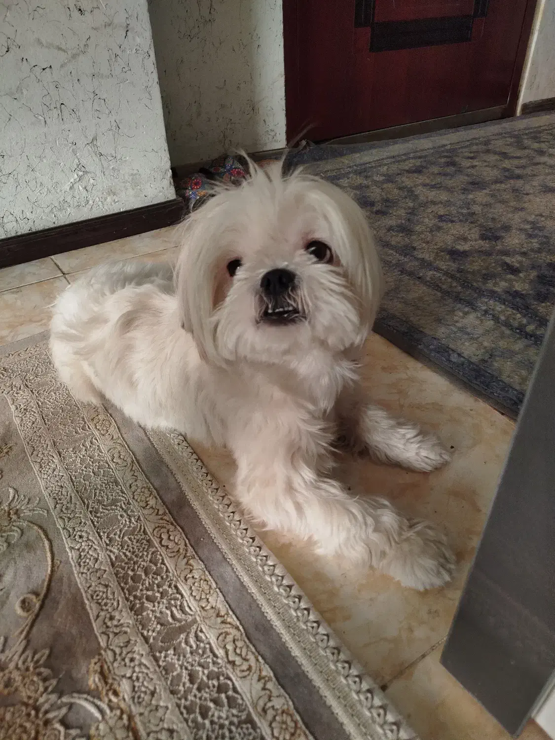 سگ آپارتمانی|سگ|صدرا-فارس, فاز ۱|دیوار