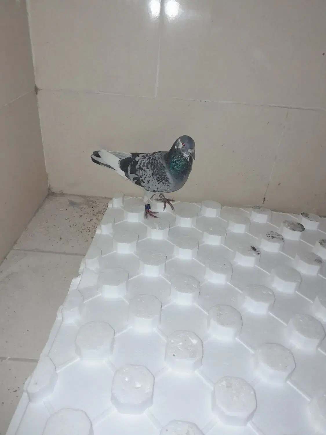 پلاکی گرفتم|حیوانات|کرمان, |دیوار