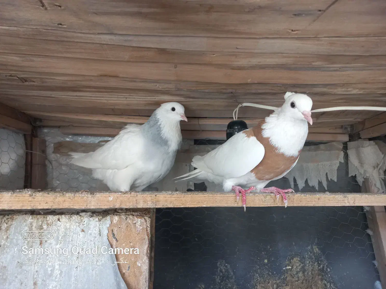 کبوتر طوقی ،یهودی ،افغان و طوطی برزیلی|پرنده|پاکدشت, خاتون آباد|دیوار