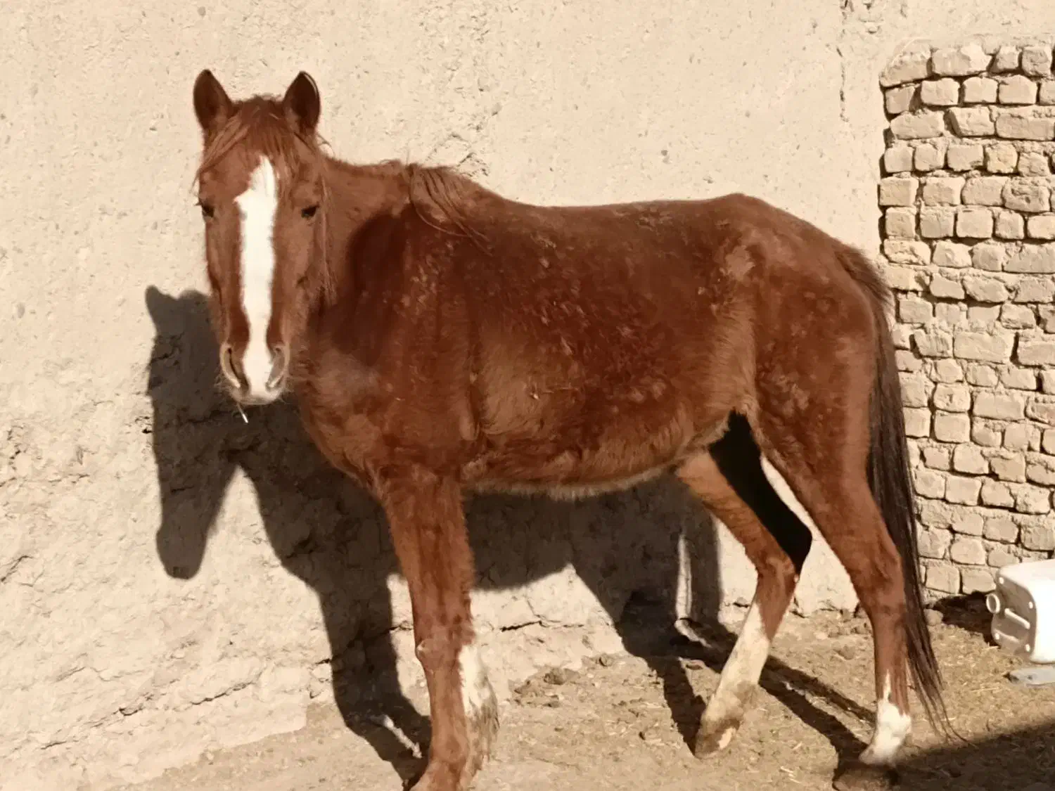 اسب مادیان|اسب و تجهیزات اسب‌سواری|ساوه, |دیوار