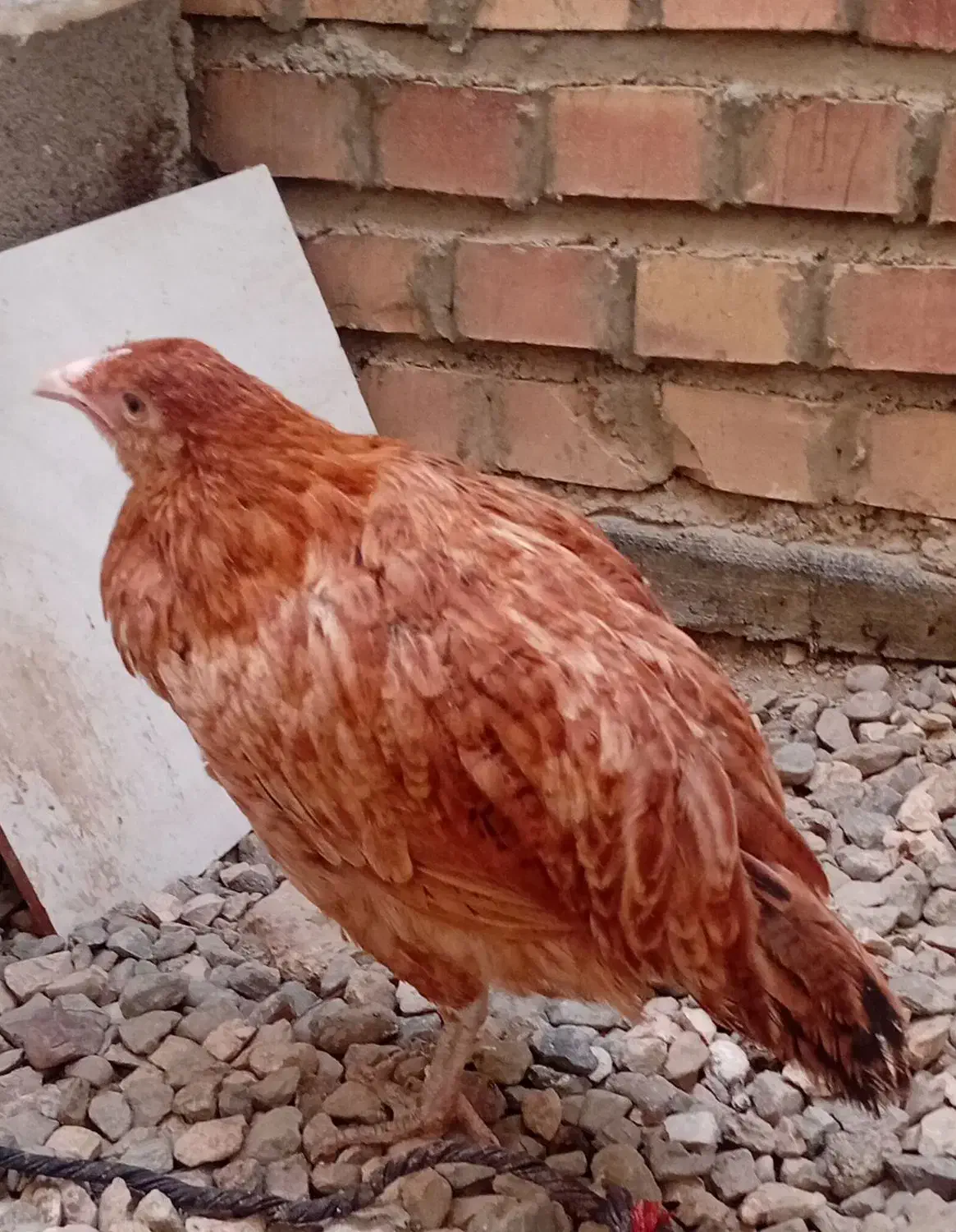 مرغ ونیمچه محلی به صورت یکجا|حیوانات مزرعه|گنبد کاووس, |دیوار