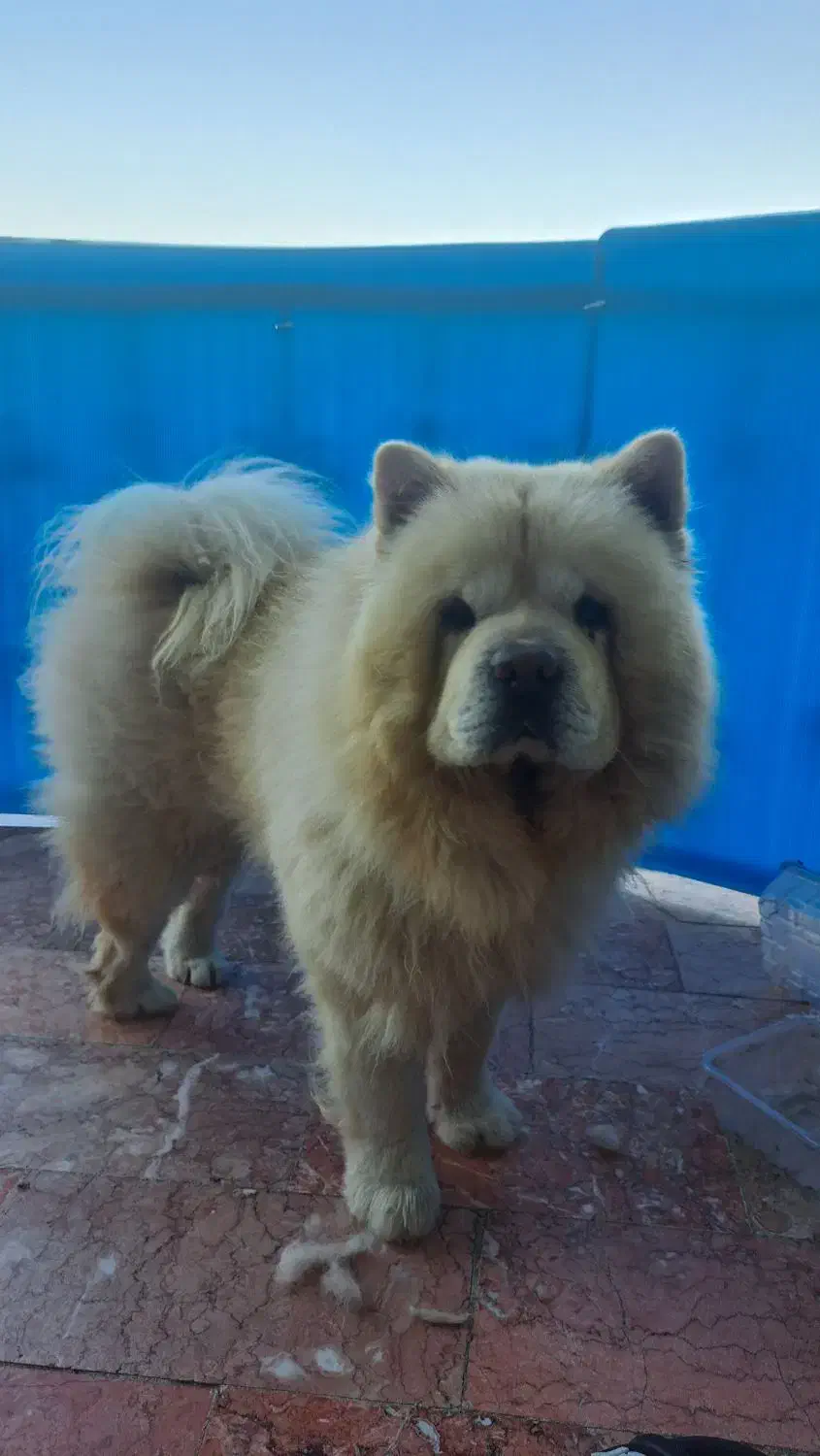 چاوچاو|سگ|تهران, زیبادشت|دیوار