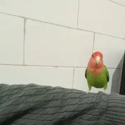 طوطی برزیلی دستی|پرنده|نظرآباد, نظرآباد|دیوار