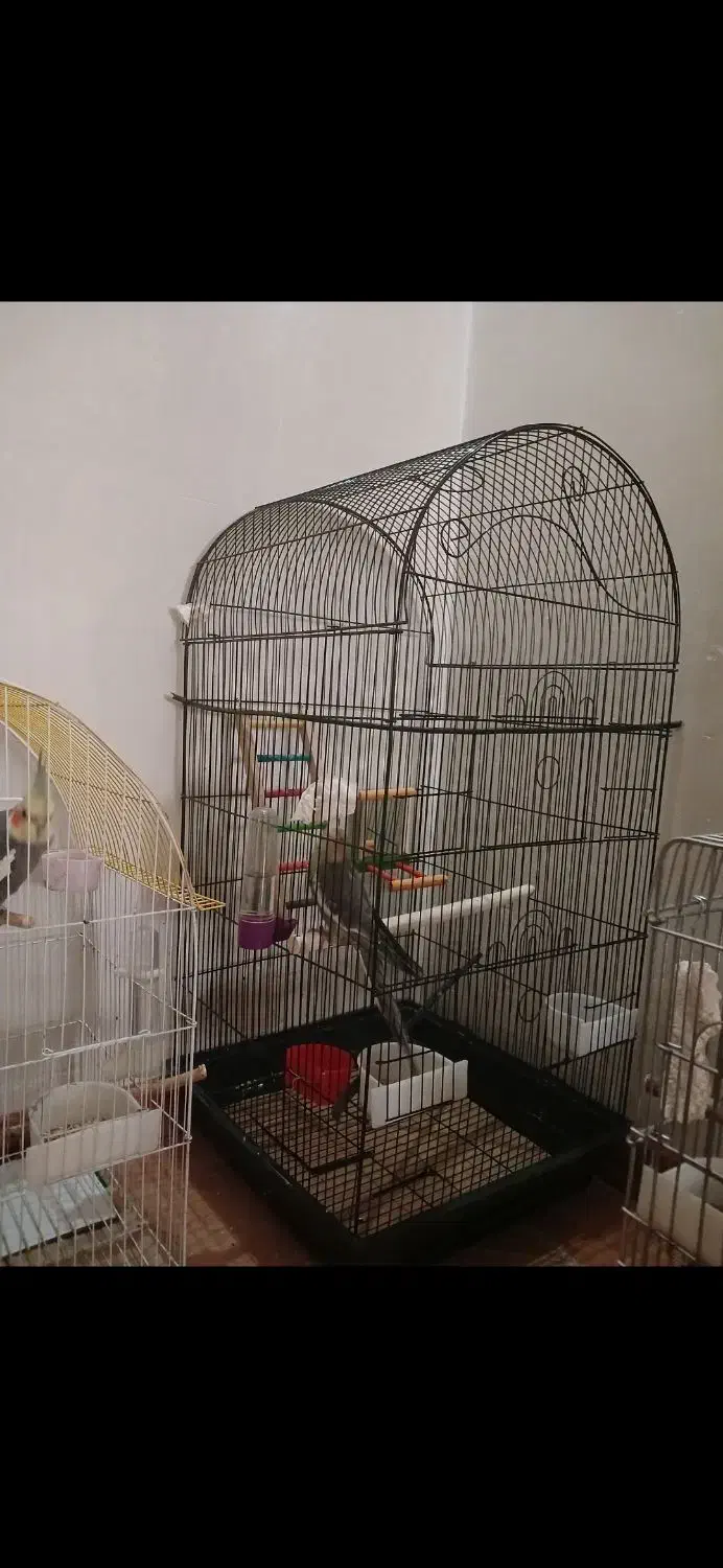 فروش دوتا قفس به همراه ظرف غذا و ابخوری و تاب لونه|لوازم جانبی حیوانات|گنبد کاووس, |دیوار