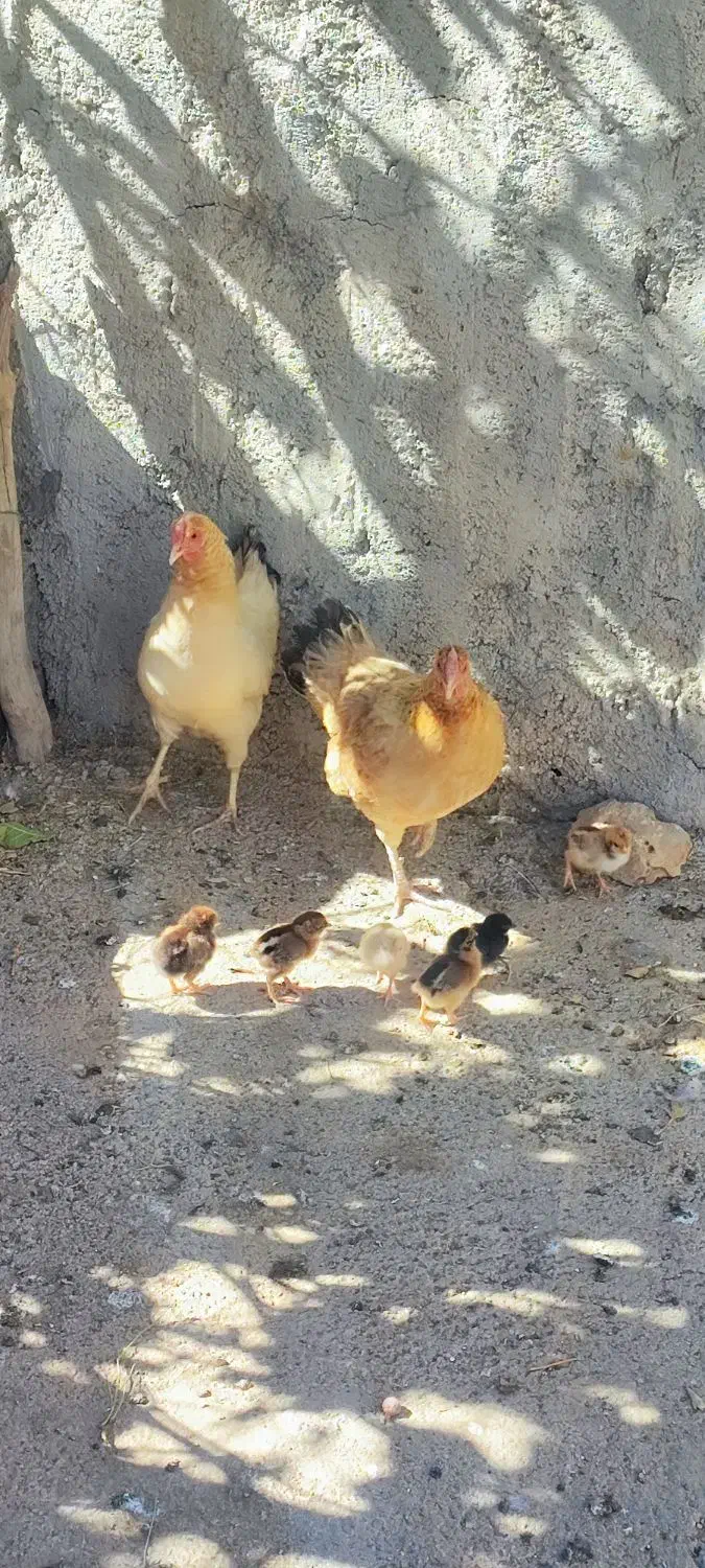 فروش مرغ و خروس و جوجه محلی|حیوانات مزرعه|ایوان, |دیوار
