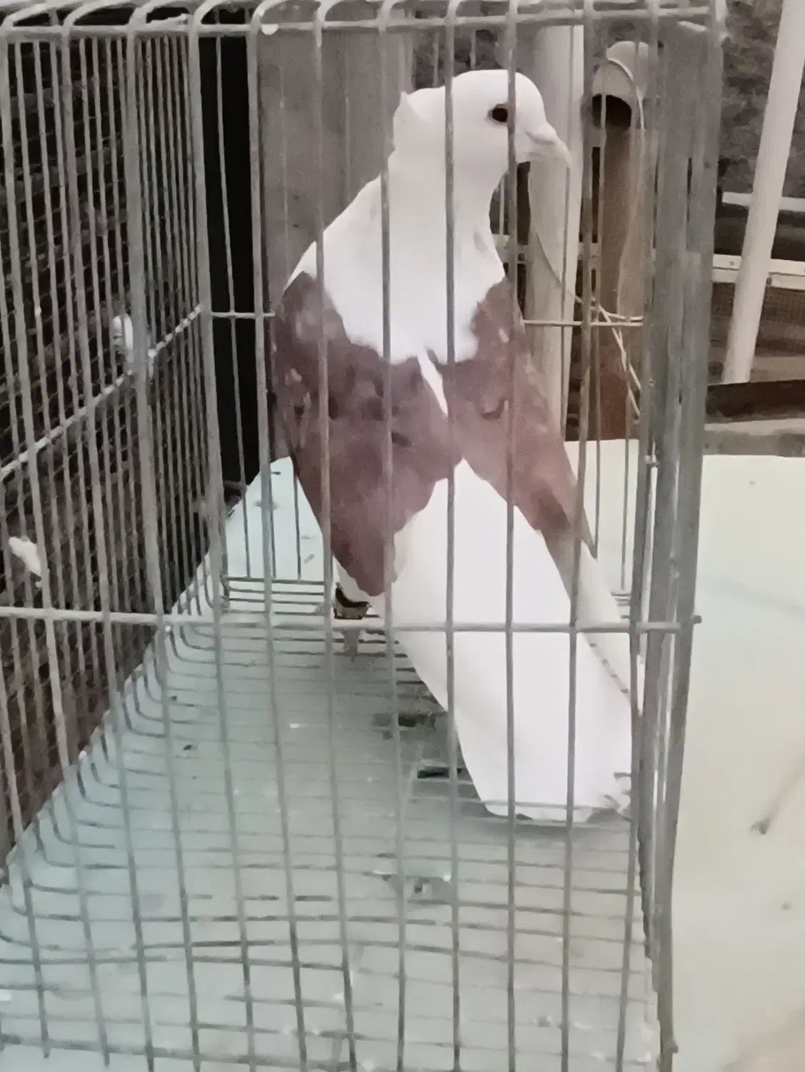 کبوتر دوکت|پرنده|فلاورجان, |دیوار