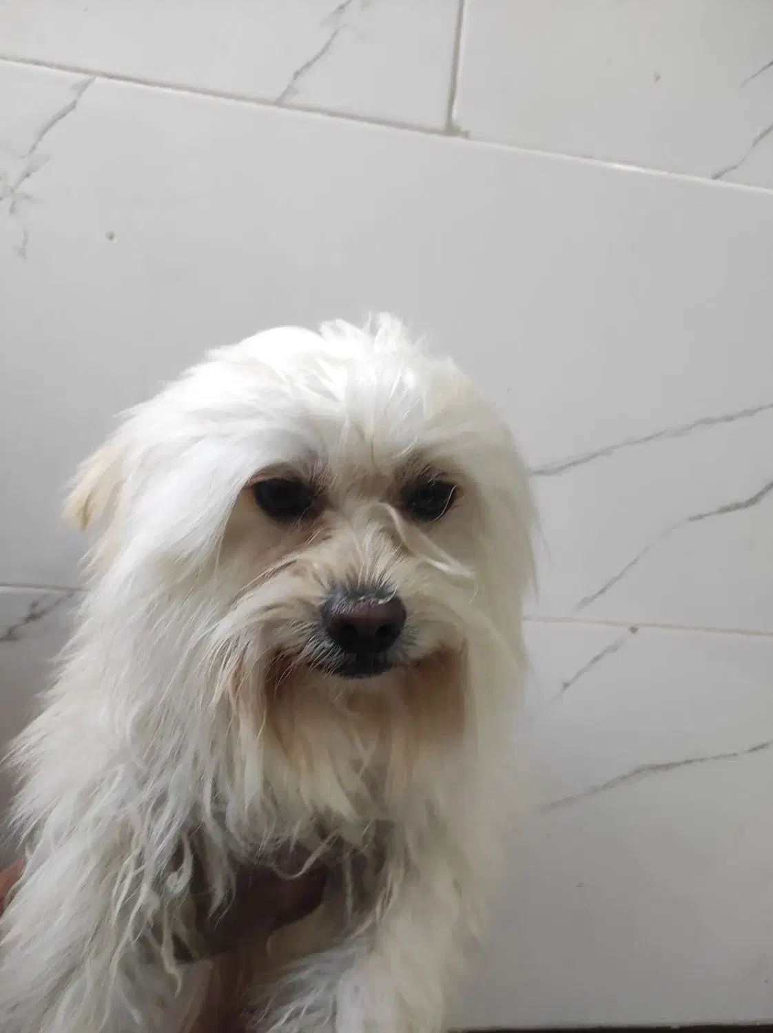 شیتزو خانگی|سگ|شیراز, فرودگاه شهید دستغیب شیراز|دیوار