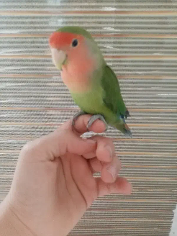 طوطی برزیلی|پرنده|سنندج, |دیوار