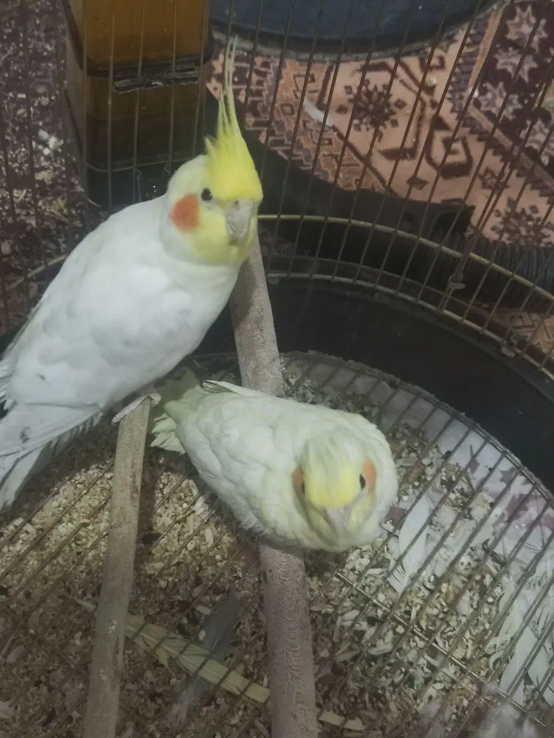 طوطی عروس هلندی|پرنده|همدان, |دیوار