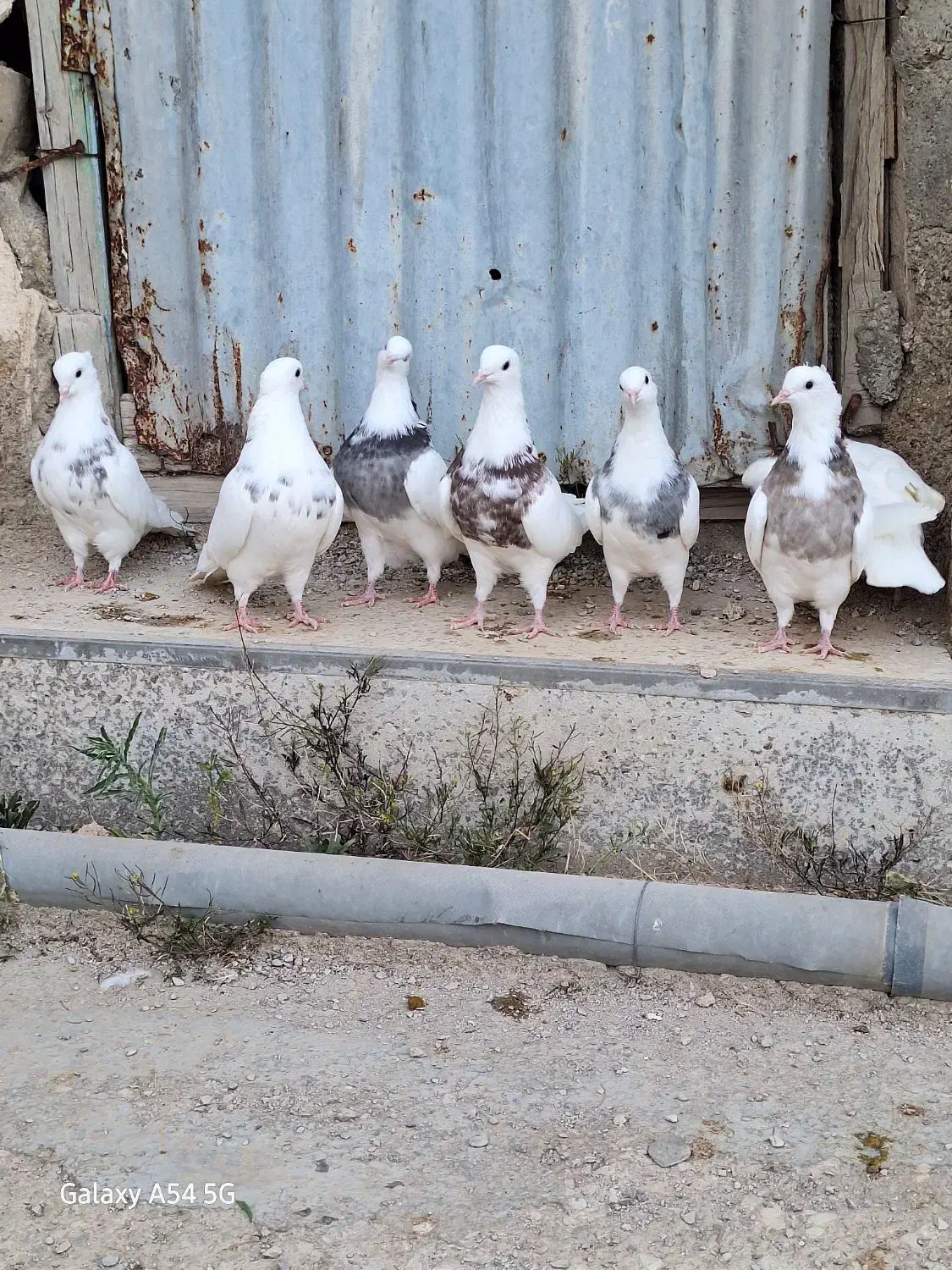 طوقی|پرنده|چوار, |دیوار