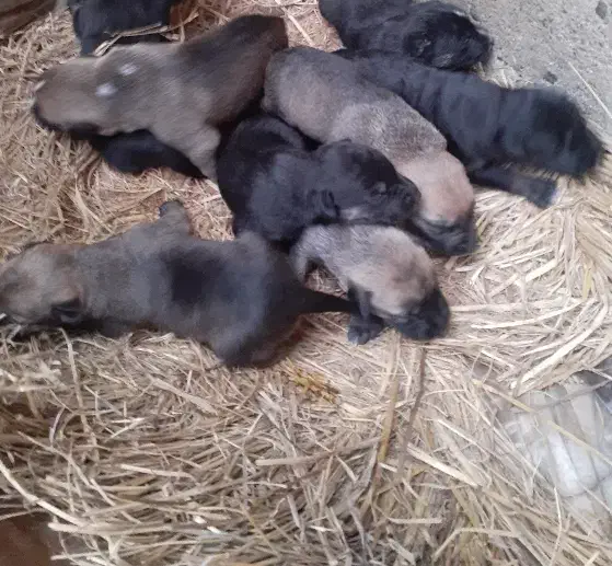 سگ سرابی|سگ|رضوانشهر, |دیوار