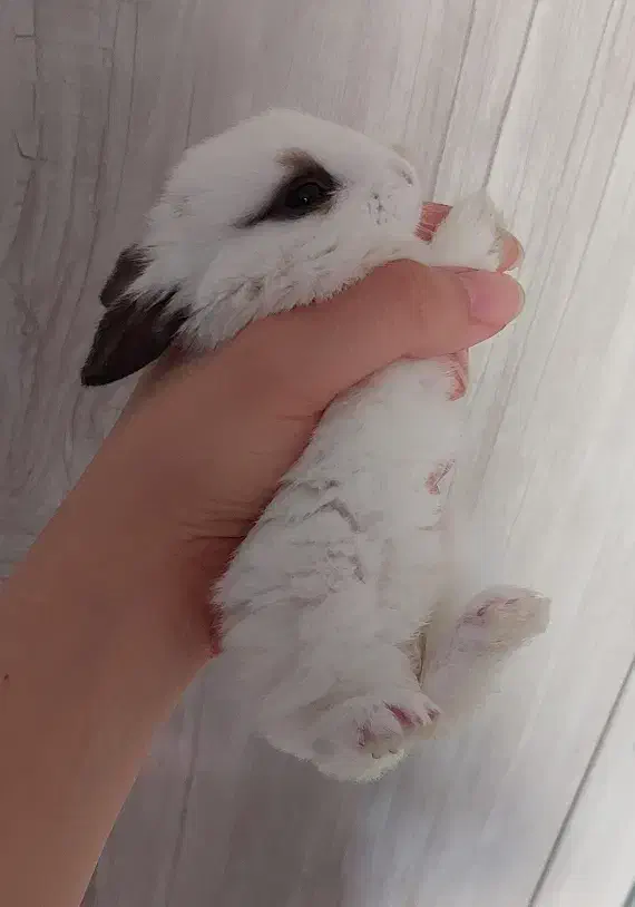 خرگوش|موش و خرگوش|اهواز, نادری|دیوار