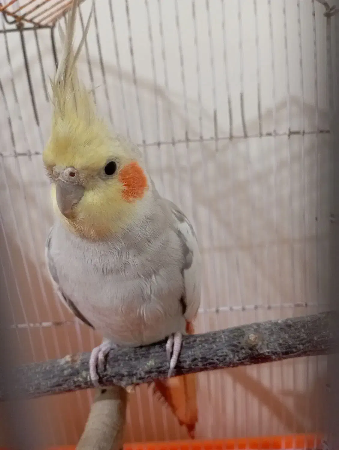 عروس هلندی|پرنده|فردیس, شهرک شهید حسینی|دیوار