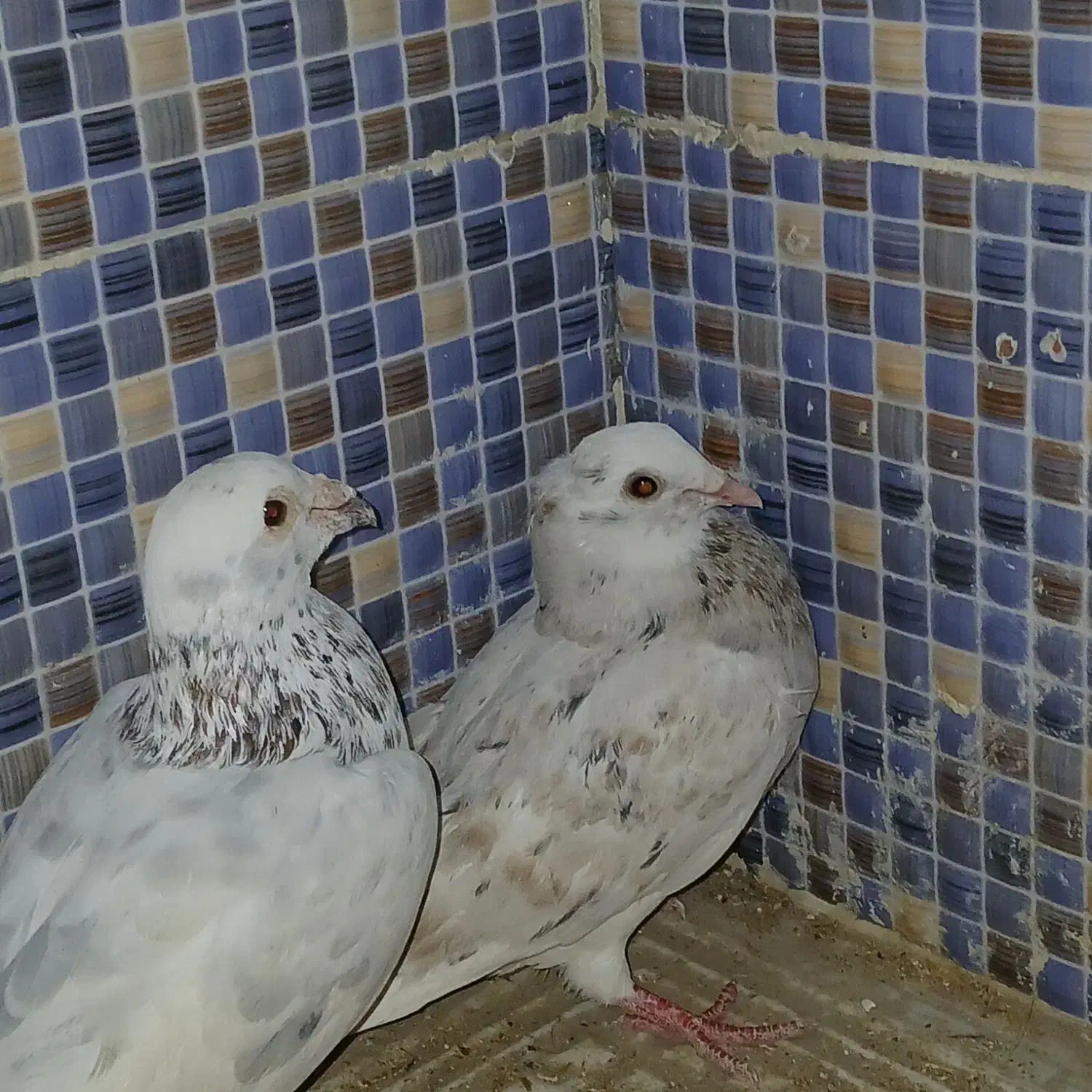 کبوتر|پرنده|سراوان, |دیوار