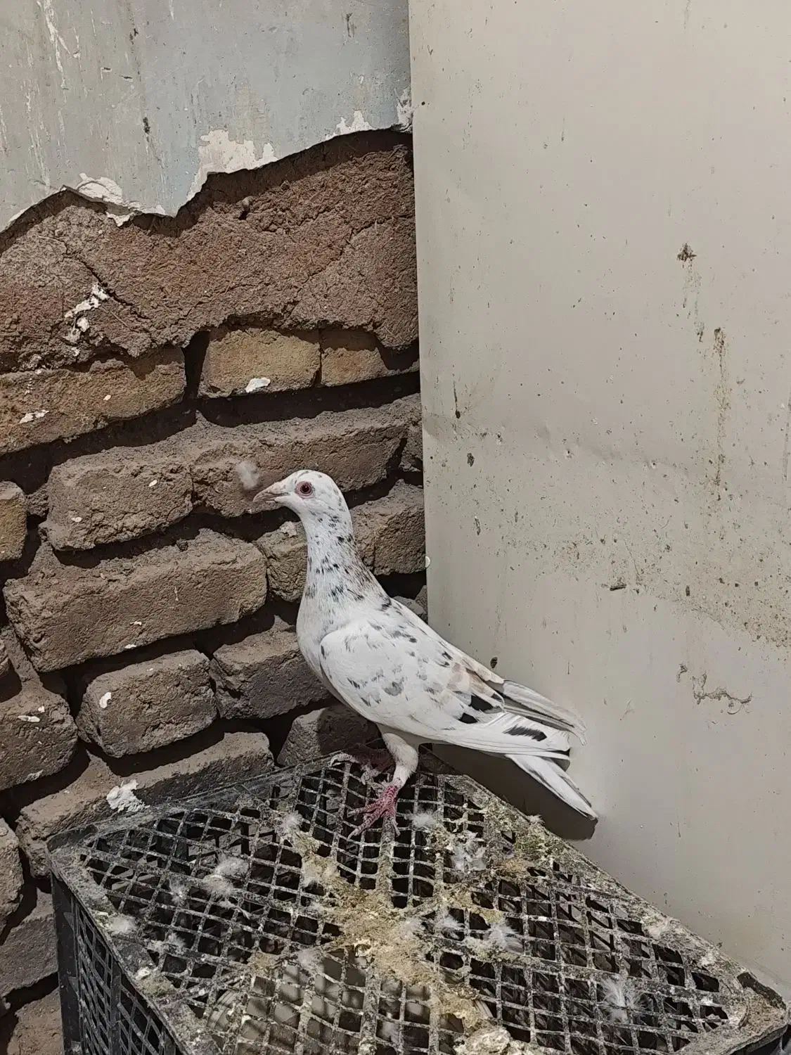 هفرنگ خطی اصیل|پرنده|قزوین, |دیوار