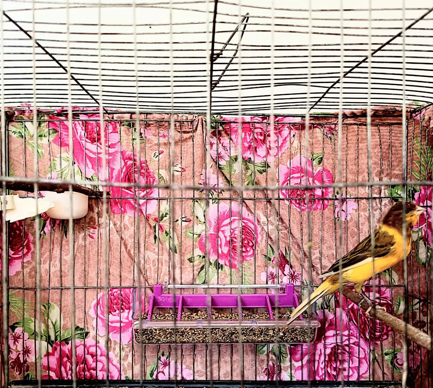 قناری پرتقالی ابلغ قواره داررنگ طبیعی|پرنده|صباشهر, |دیوار