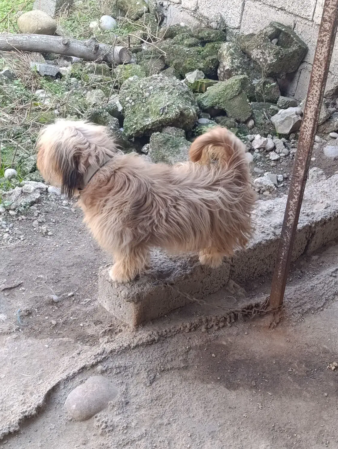 سگ نژاد دار رنگ پسته‌ای|سگ|قائم‌شهر, |دیوار