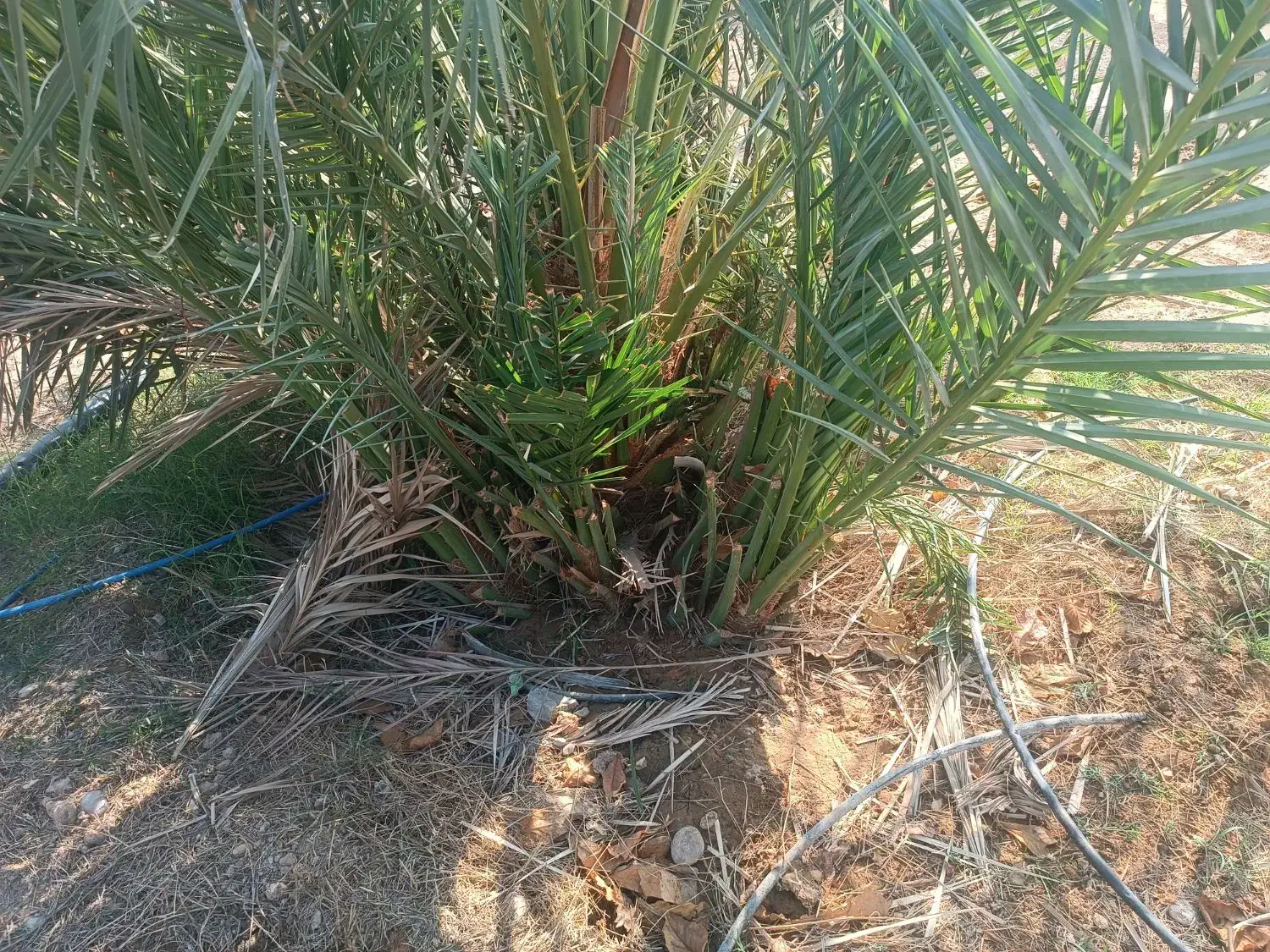 نخل محبوبی اصل دیمین یا پاجوش|گل و گیاه طبیعی|آبپخش, |دیوار