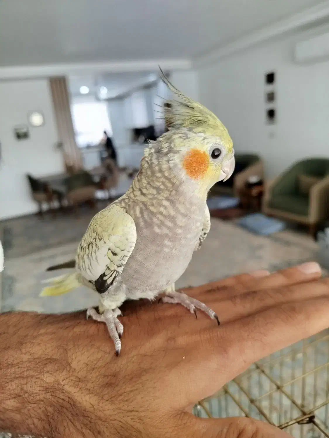 عروس هلندی گلباقالی|پرنده|شهر بابک, |دیوار