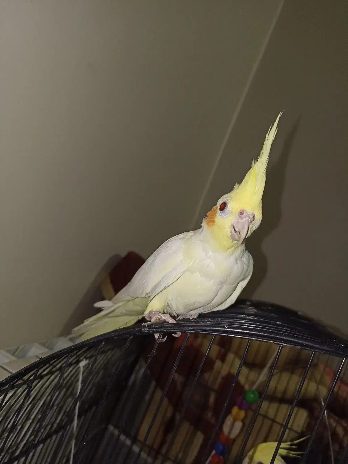 عروس هلندی|پرنده|محمدشهر, شهرک پیام (مهرالبرز)|دیوار