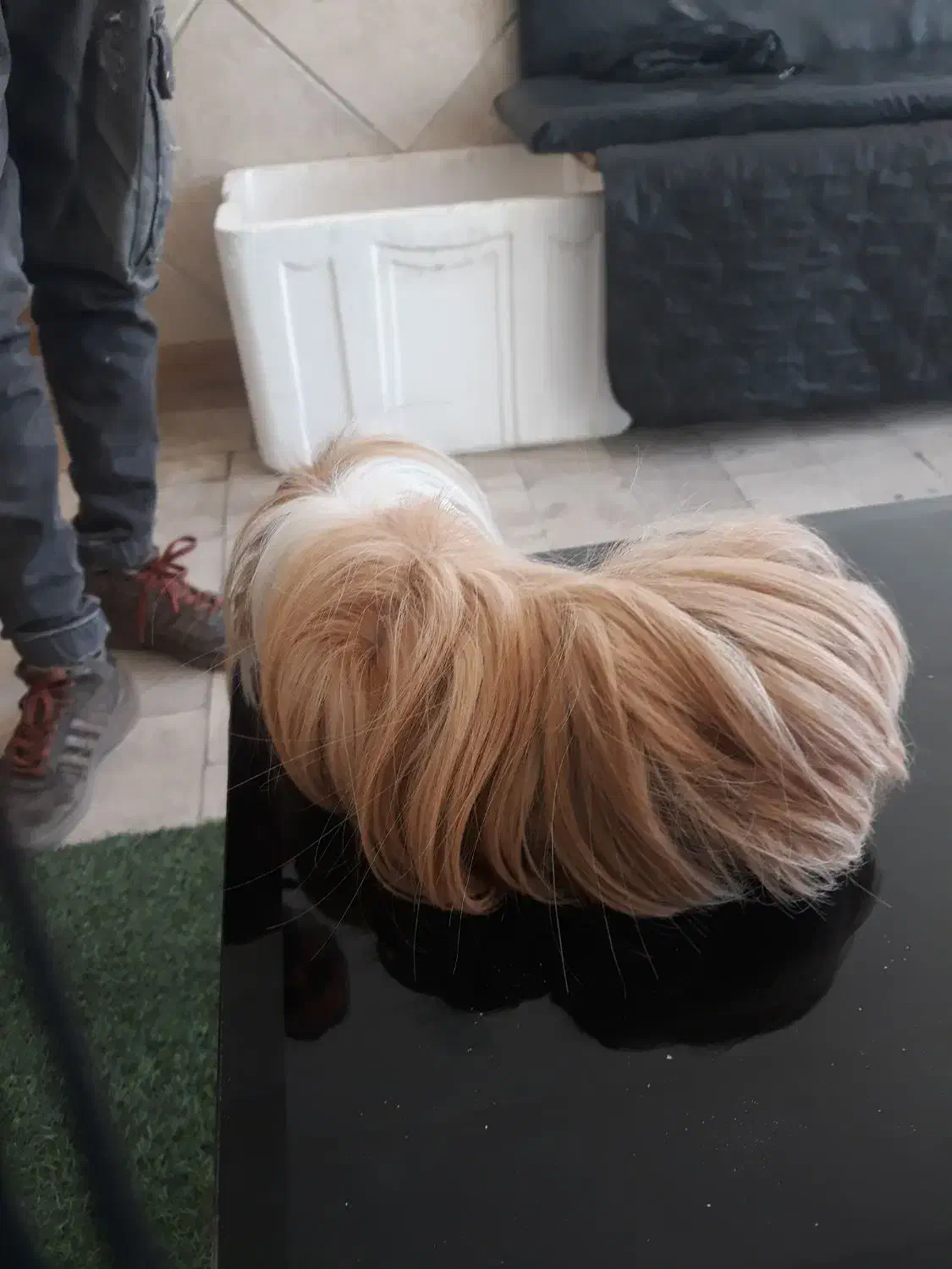 خوکجه هندی|موش و خرگوش|سبزوار, قاضی زاد|دیوار