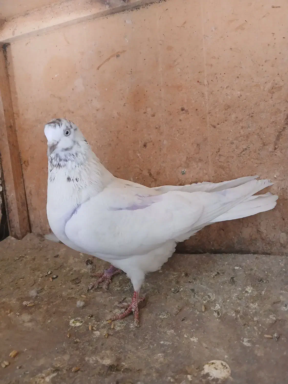 کبوتر|پرنده|تهران, شهرک رضویه|دیوار