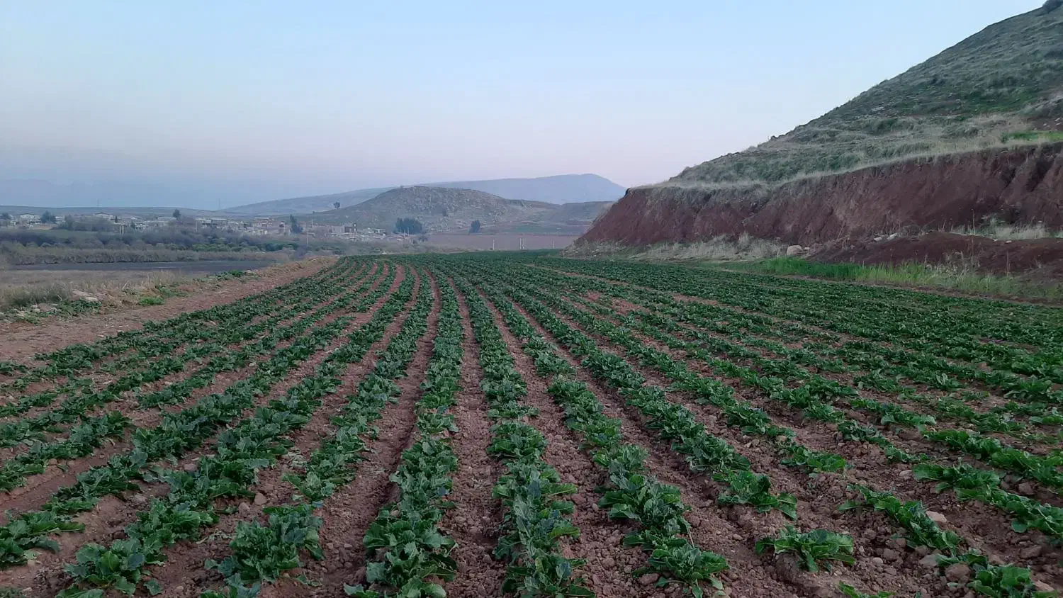 بذر چغندر رز گلد|گل و گیاه طبیعی|سرپل ذهاب, |دیوار