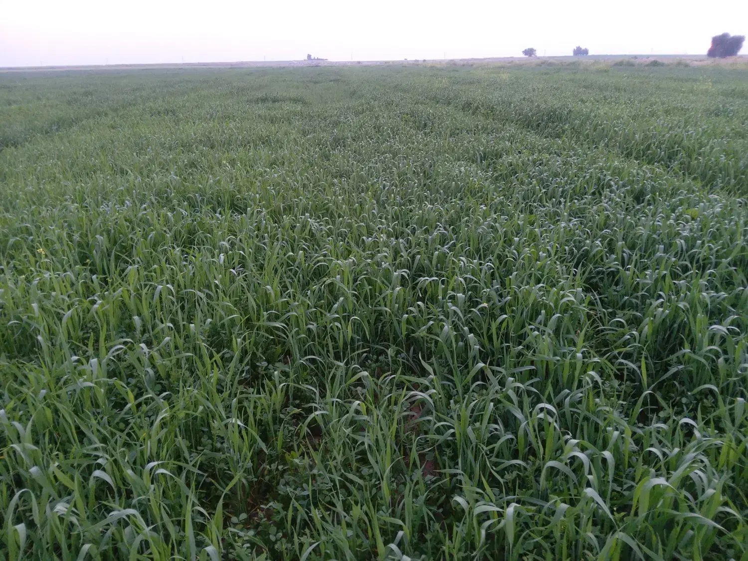 اجاره زمین کشاورزی|اجارهٔ دفتر صنعتی، کشاورزی، تجاری|شوشتر, |دیوار