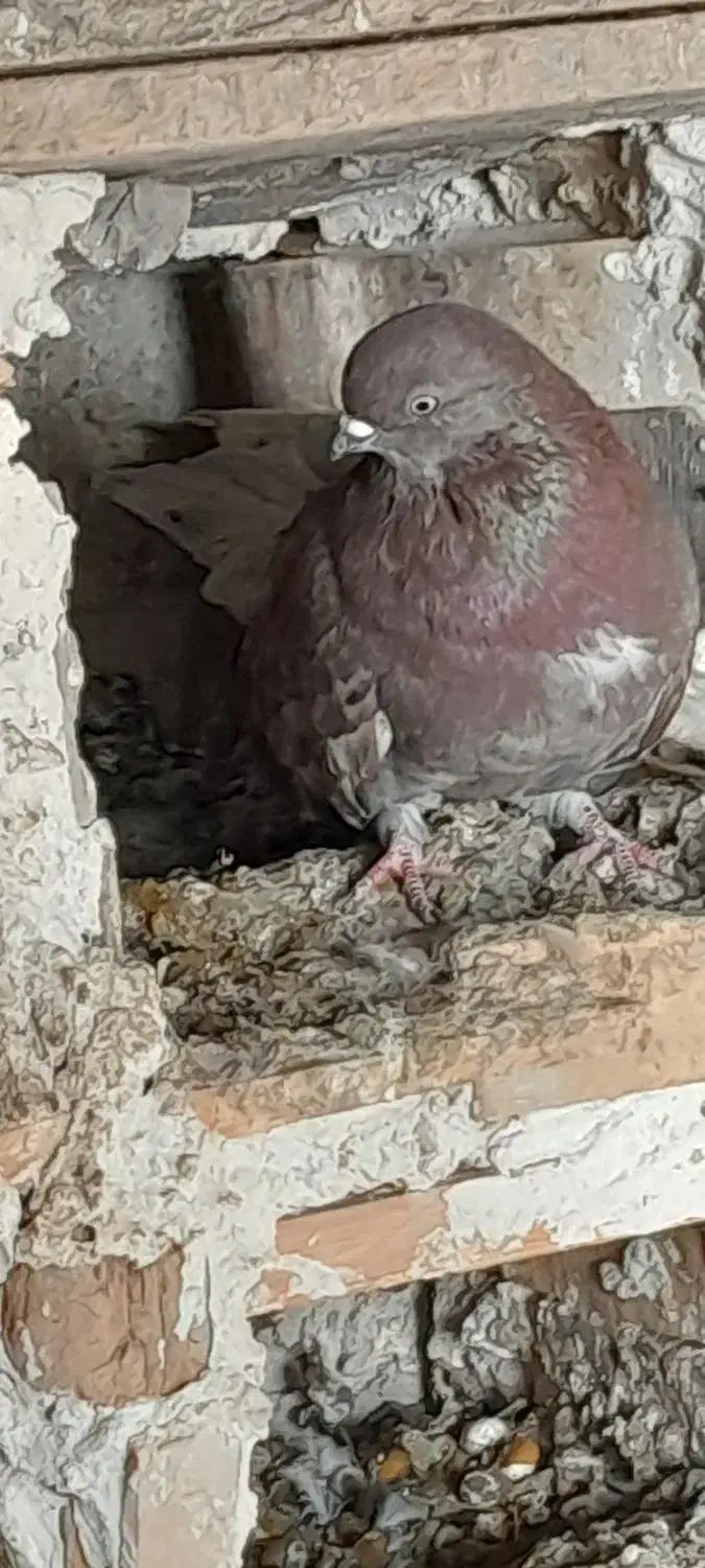 کبوتر|پرنده|ارشق, |دیوار