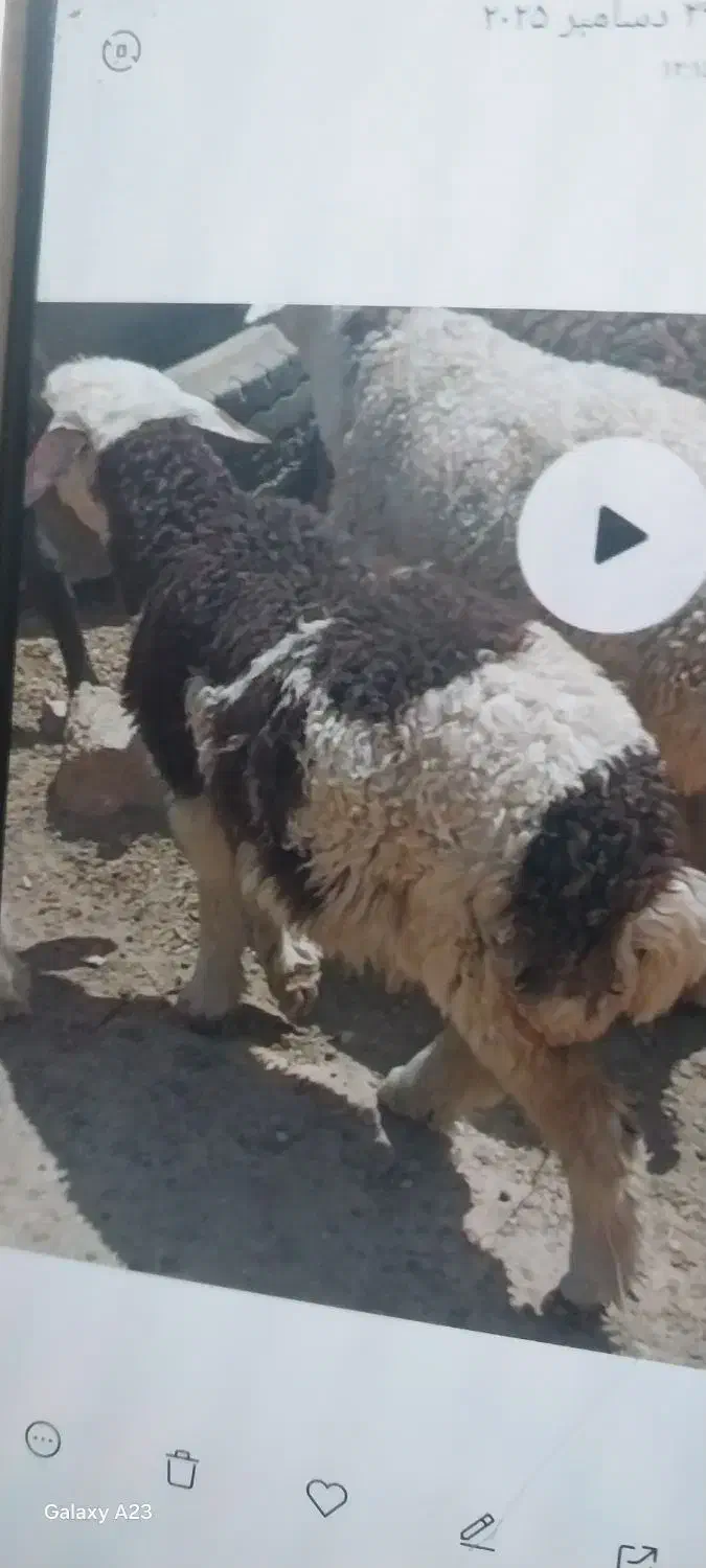 گوسفند گمشده|حیوانات|اندیمشک, |دیوار