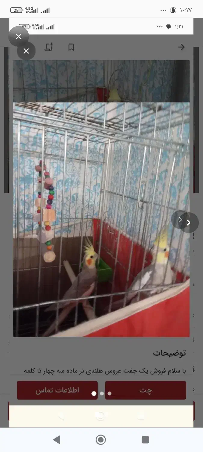 عروس هلندی با قفس|پرنده|شیراز, شهرک امام حسن|دیوار