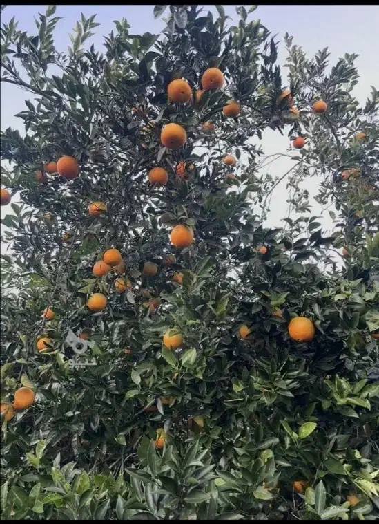 پرتقال تامسون|خوردنی و آشامیدنی|بندر گز, |دیوار