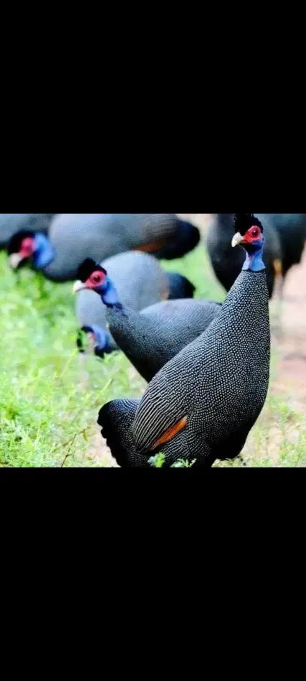 جوجه شاخدار زینتی روسی|حیوانات مزرعه|بم, |دیوار