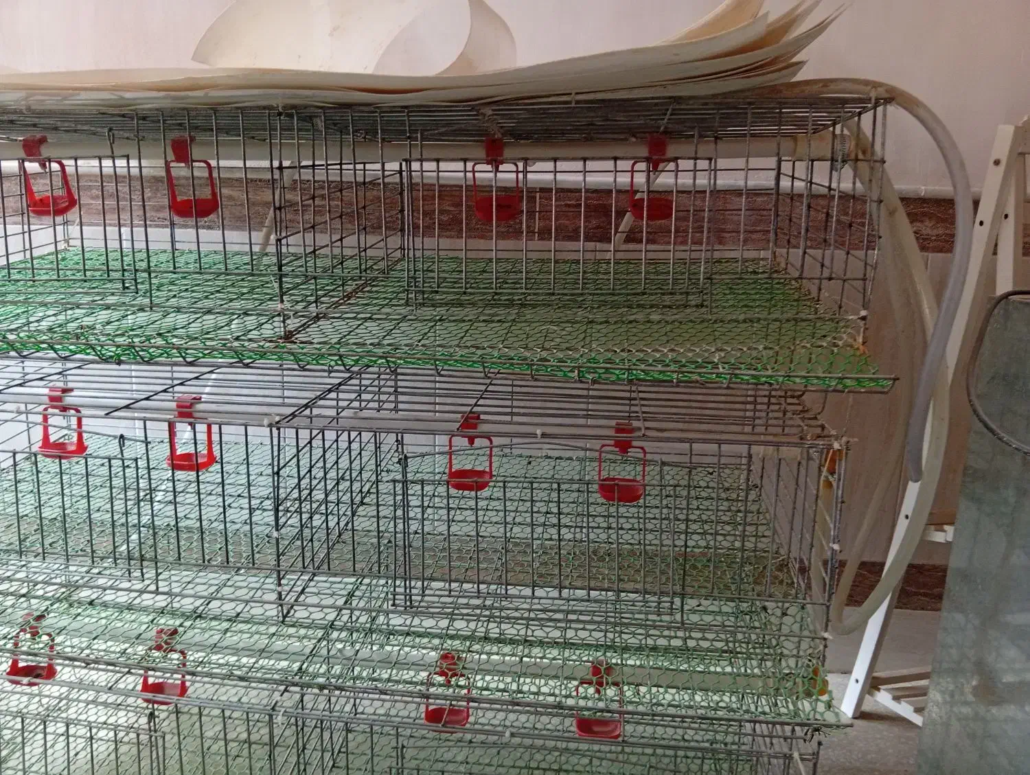 قفس بلدرچین و دستگاه جوجه کشی|لوازم جانبی حیوانات|آران و بیدگل, |دیوار