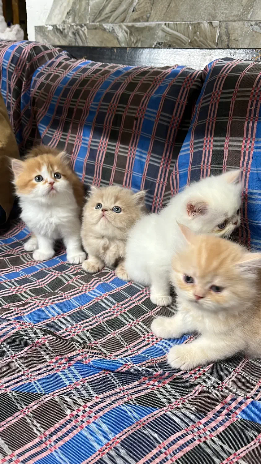 خانواده گربه های پرشین|گربه|قوچان, |دیوار