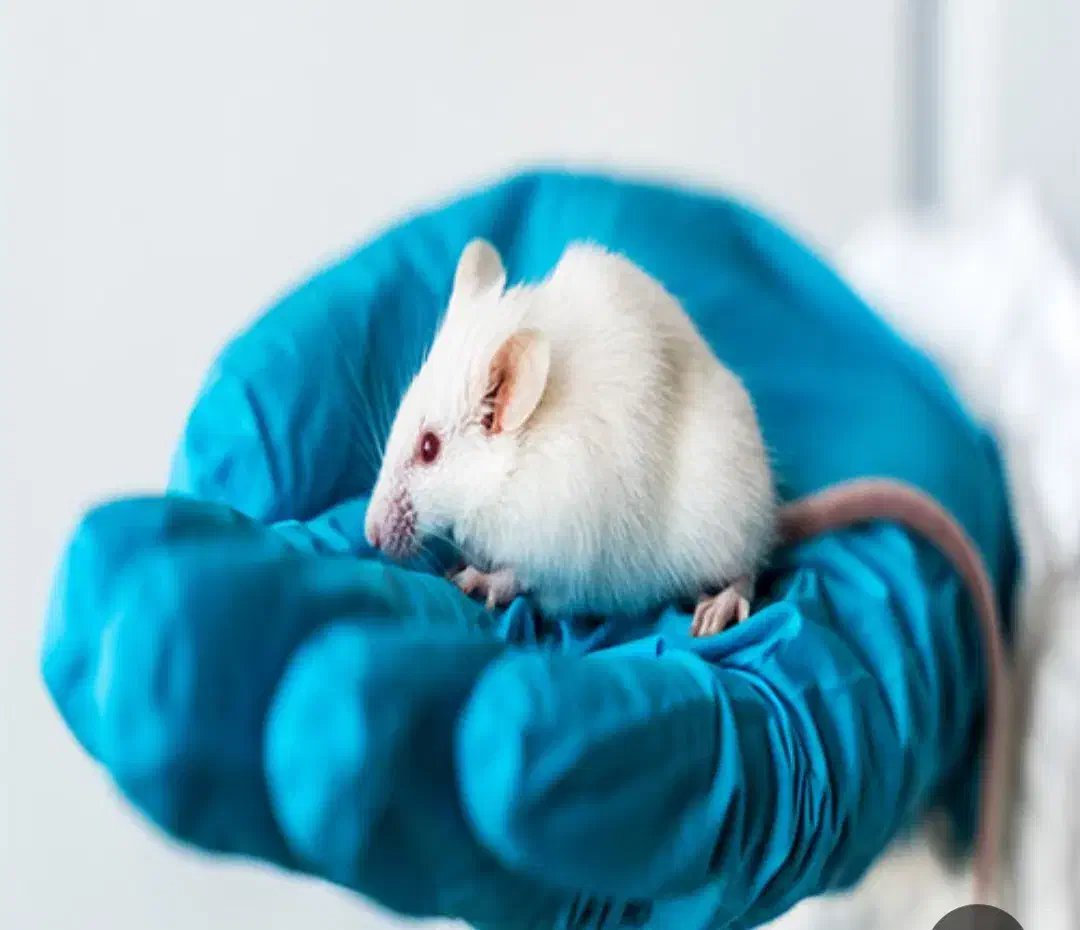 فروش موش ازمایشگاهی سوری نر وماده|موش و خرگوش|سبزوار, توحیدشهر|دیوار