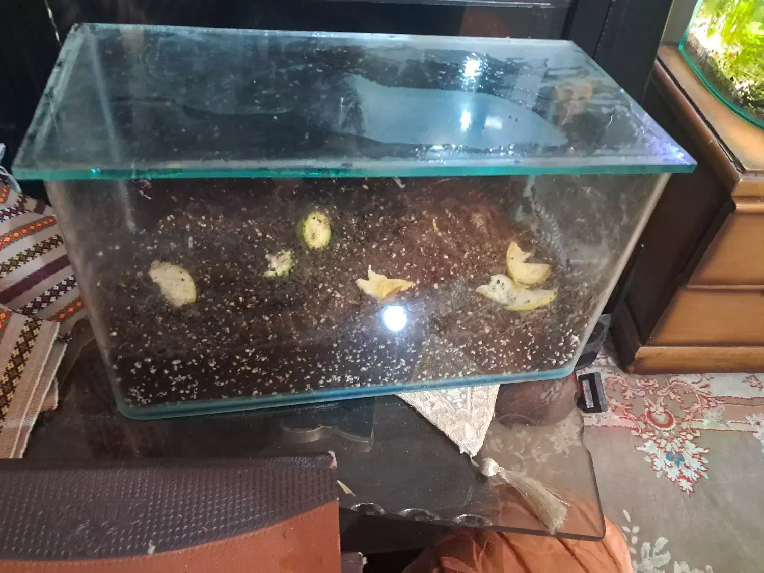 حلزون اچا|خزنده|تهران, جوادیه تهرانپارس|دیوار