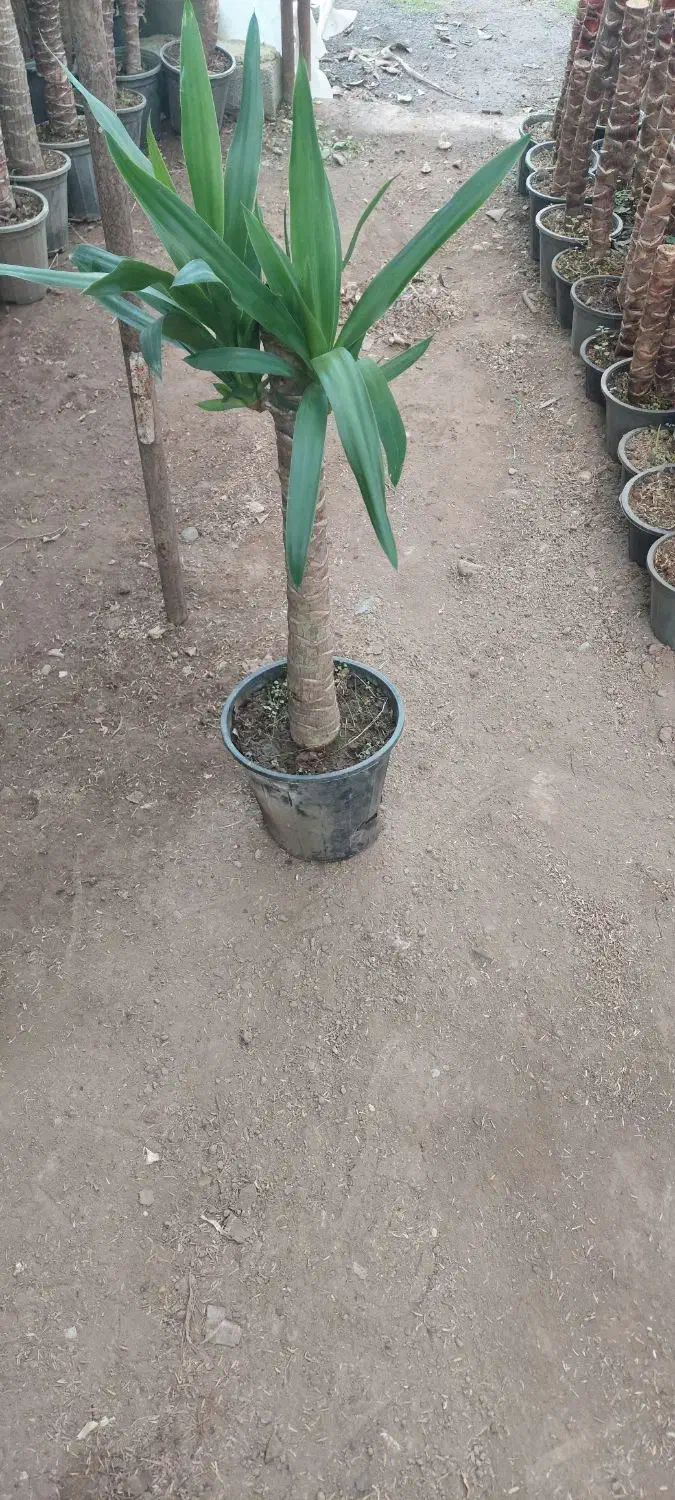 فروش یوکا با کیفیت|گل و گیاه طبیعی|عباس‌آباد, |دیوار