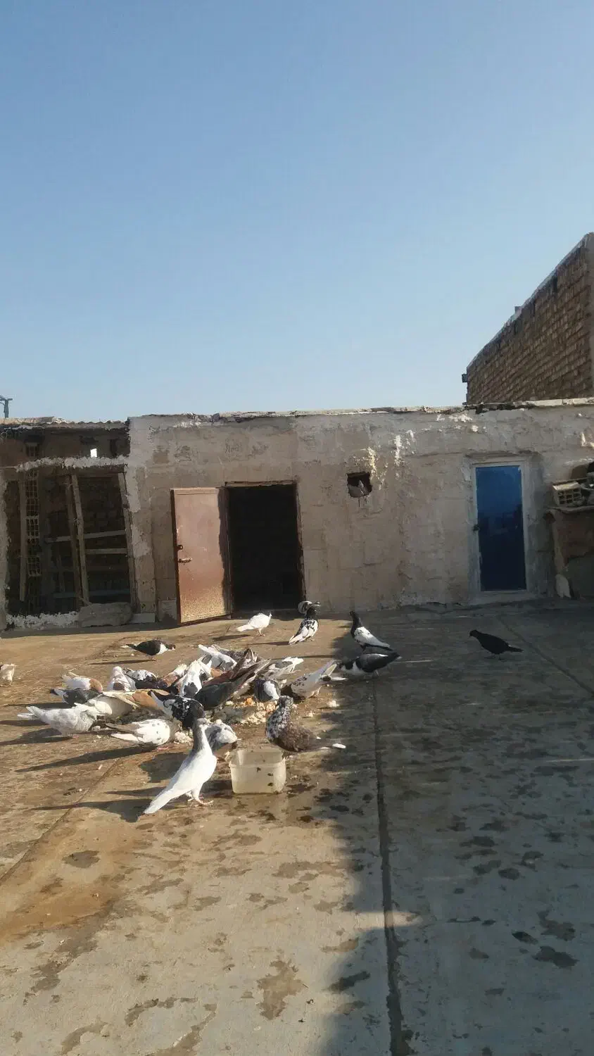 بخون داداش بعد|پرنده|تاکستان, |دیوار