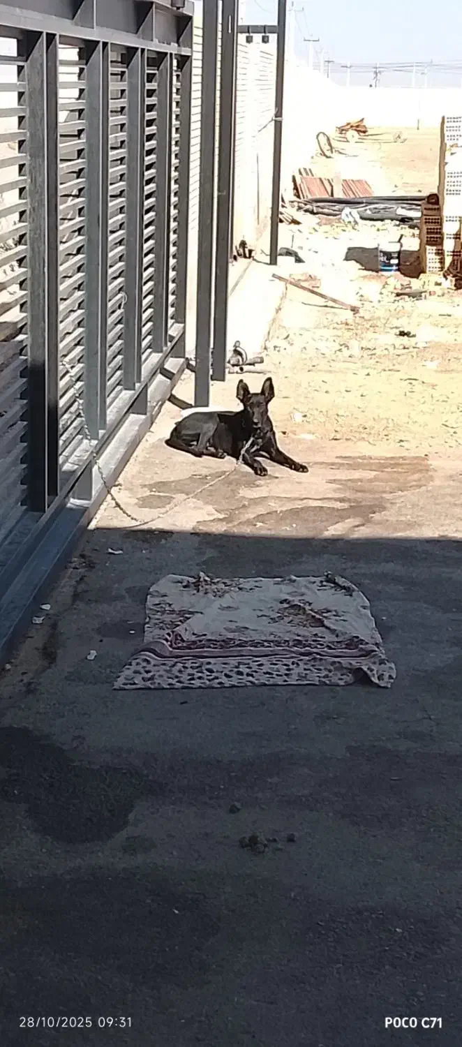 واگذاری مالینیوز|سگ|مهریز, |دیوار