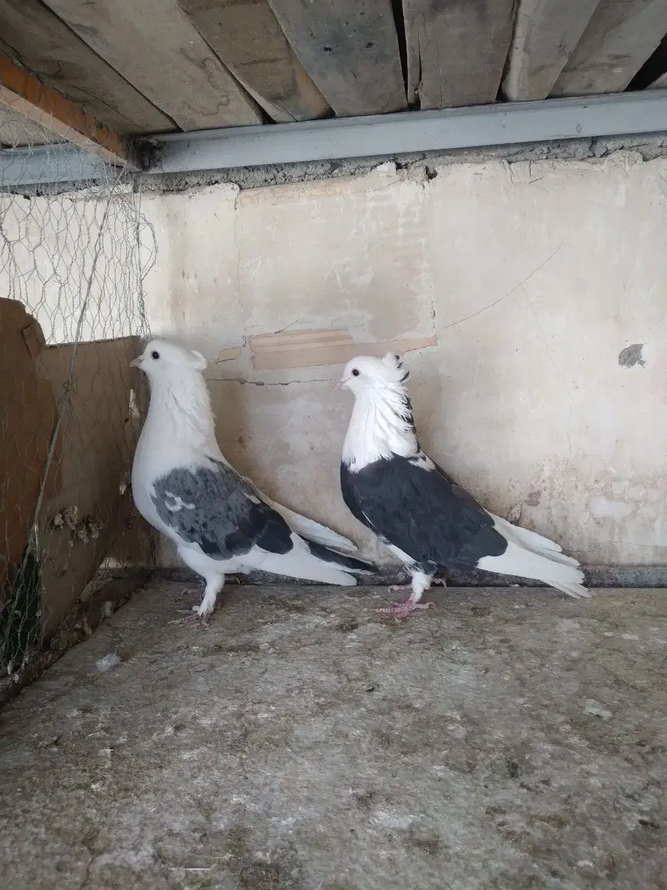 کفتر پرشی سو قدیم کاشان|پرنده|کاشان, مصلی|دیوار