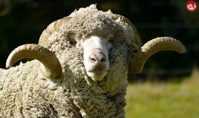 فروش انواع گوسفند.|حیوانات مزرعه|هشتگرد, قاسم آباد بزرگ|دیوار