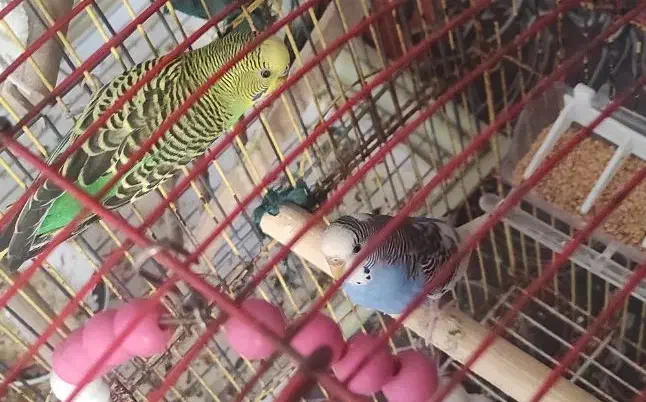 یک جفت مرغ عشق مولد|پرنده|بندر امام خمینی, |دیوار