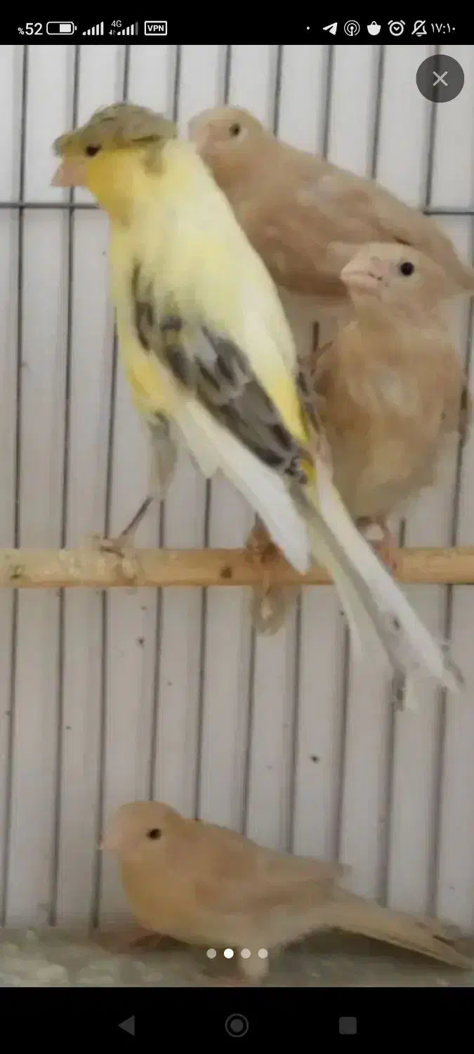 راهنمایی قناری|فعالیت داوطلبانه|بروجرد, |دیوار