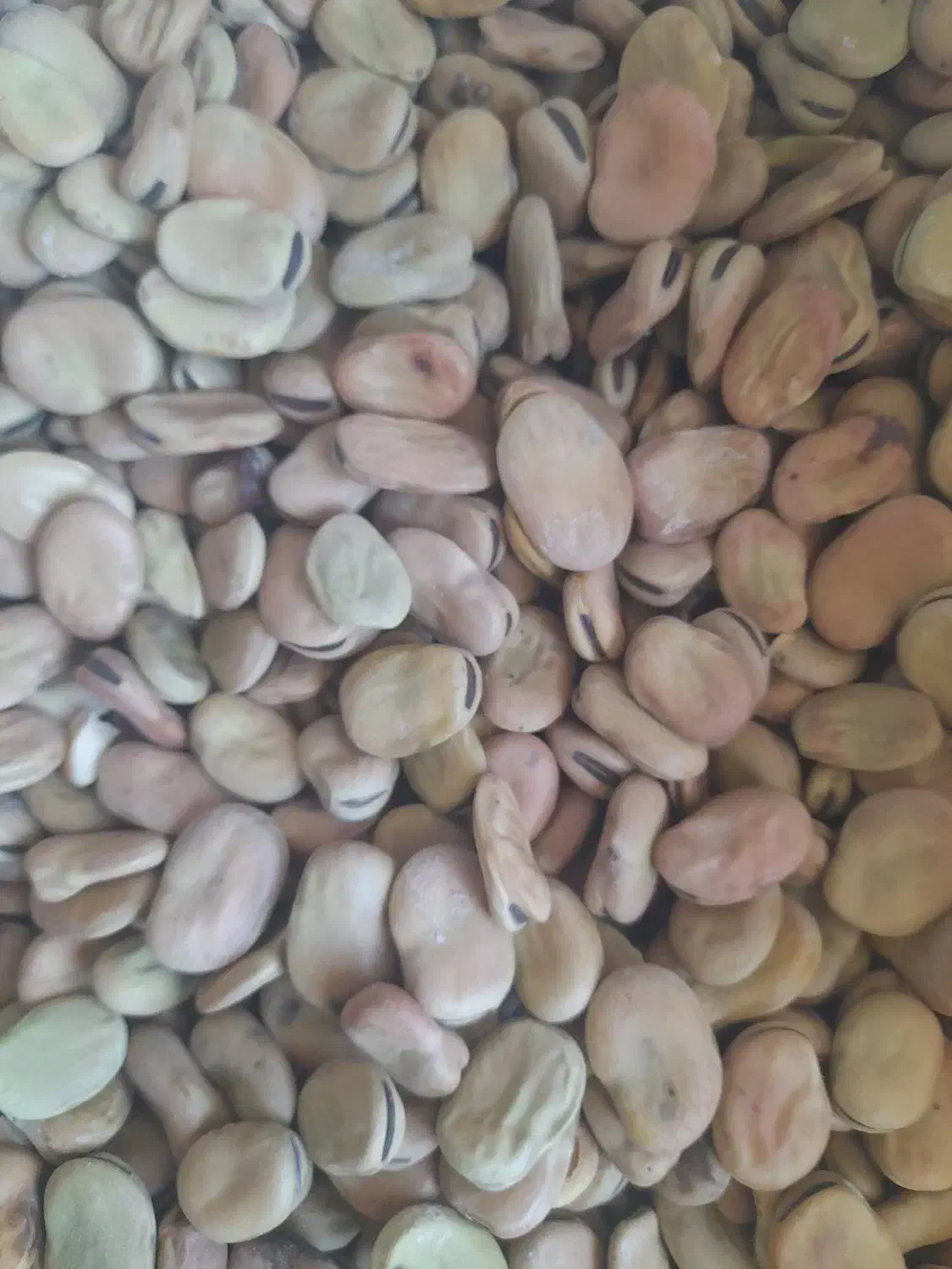 باقلا یا باقالی دزفولی بهترین جنس برا بذر|عمده‌فروشی|چگنی, |دیوار