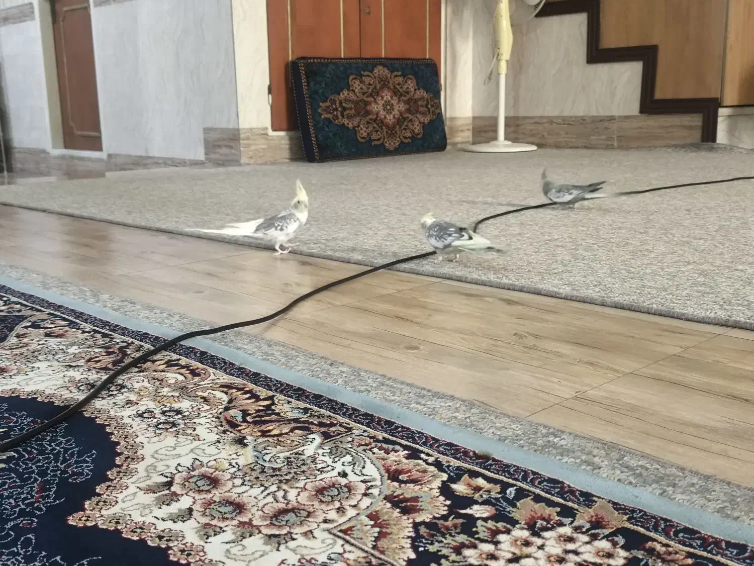 عروس هلندی|پرنده|قم, زنبیل آباد|دیوار