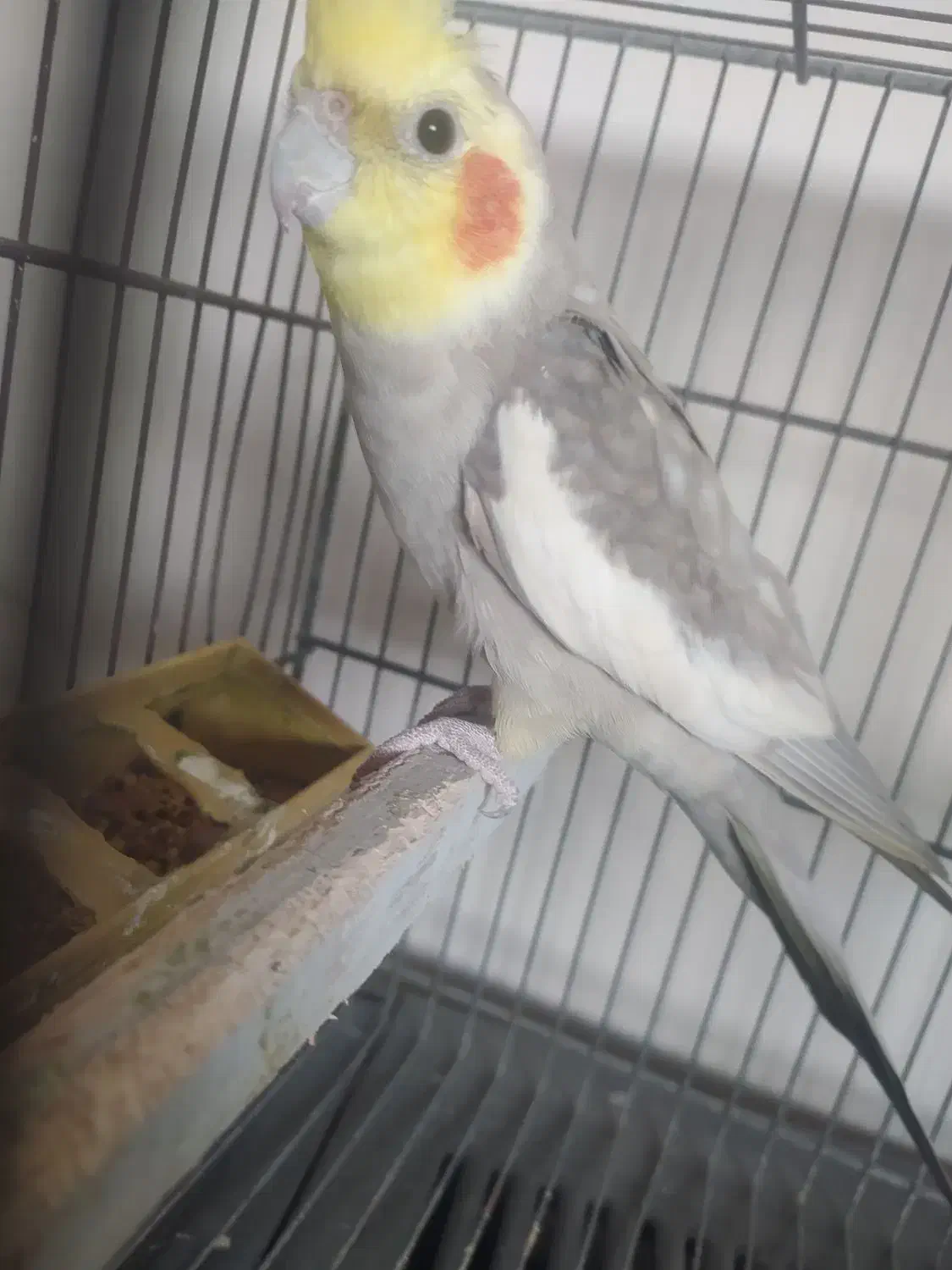 عروس هلندی فروشی|پرنده|تنکابن, |دیوار