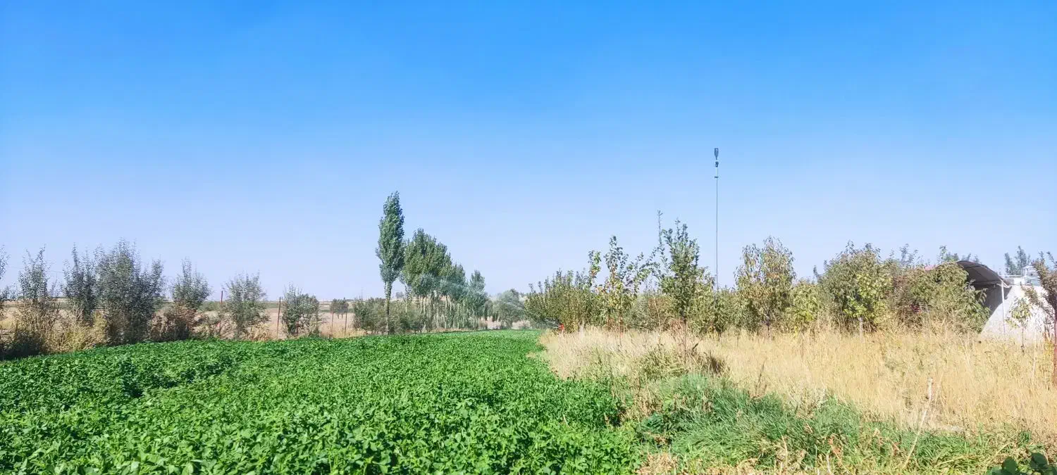 یونجه چین سوم سال اول|حیوانات مزرعه|سجاس رود, |دیوار