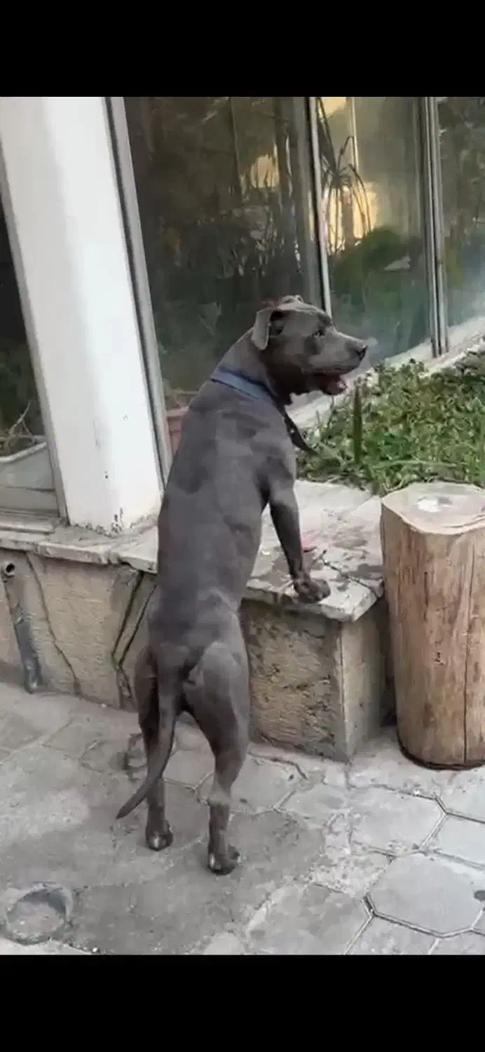 واگذاری سگ پیت بول خاکستری|سگ|تهران, الهیه|دیوار