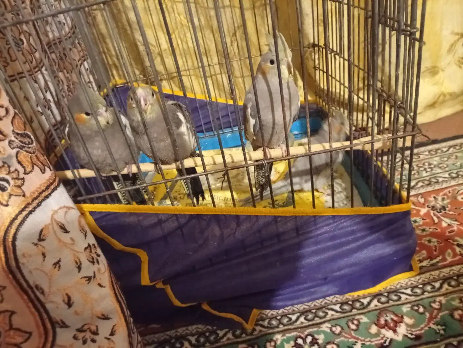 4تا جوجه عروس هلندی|پرنده|کرمان, |دیوار